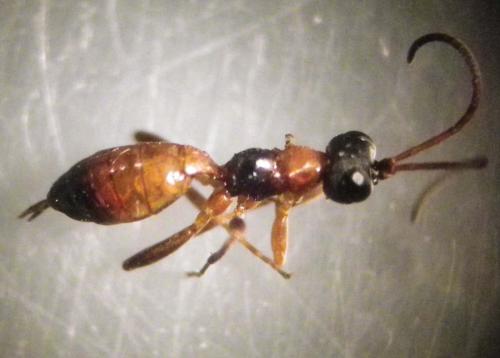 Réf. 287 267 : Phygadeuontini inconnu